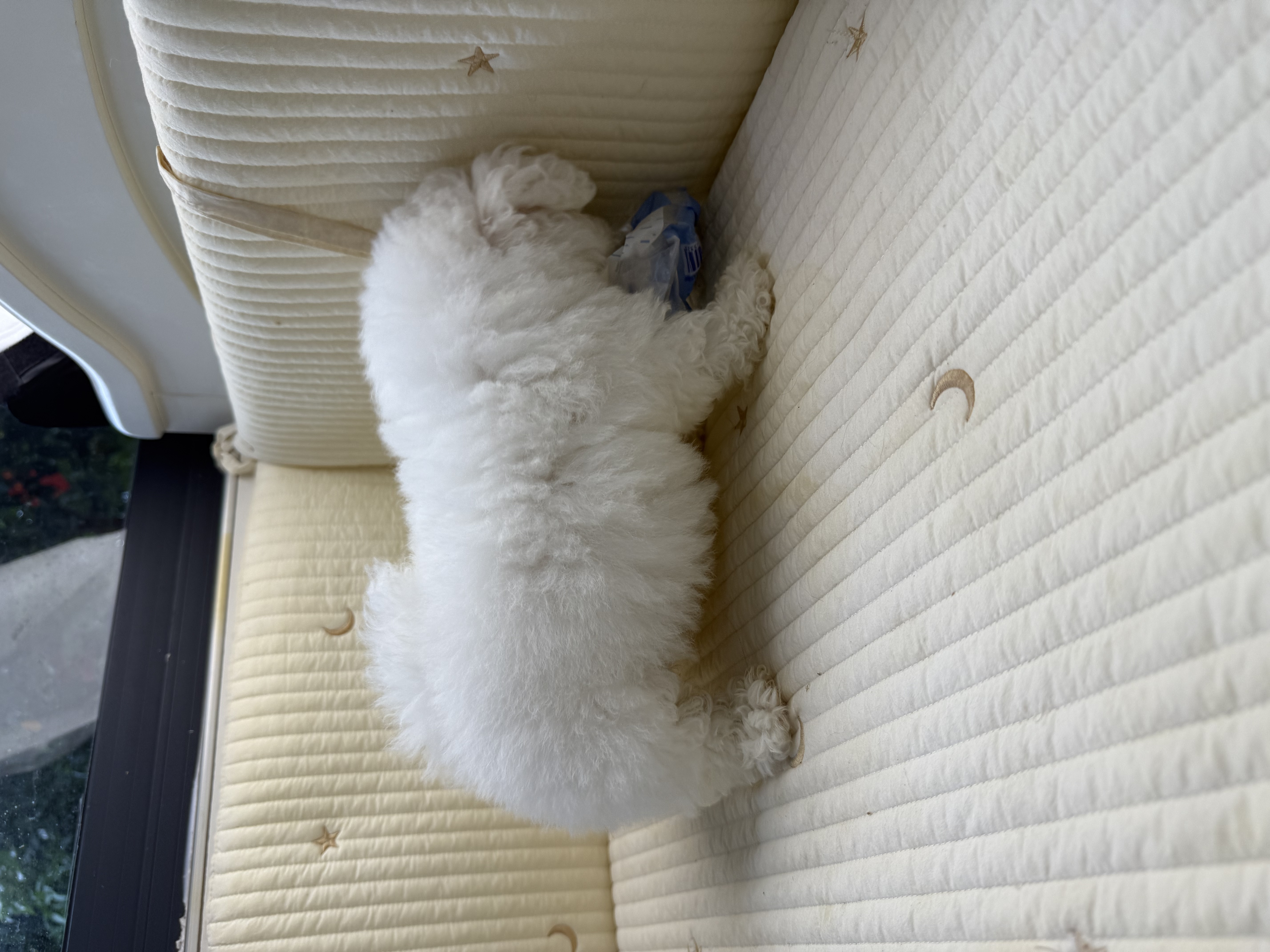 精品韩系 球体 小比熊  鼻子短 嘴巴宽 毛量厚